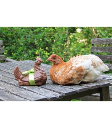 Grosse Poule Lait  + friandises