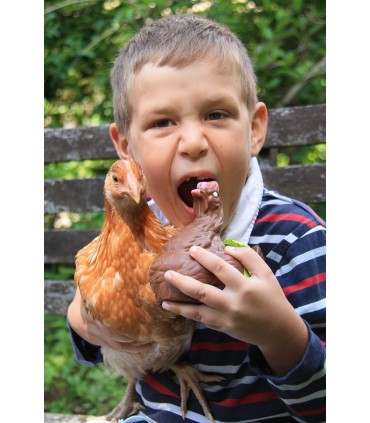 Grosse Poule Lait  + friandises